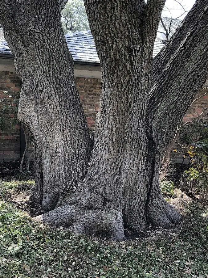 Mature heritage tree close to a Mount Union property cared for by certified arborists